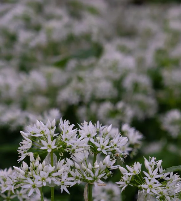 Wild Garlic (2 of 2).jpg