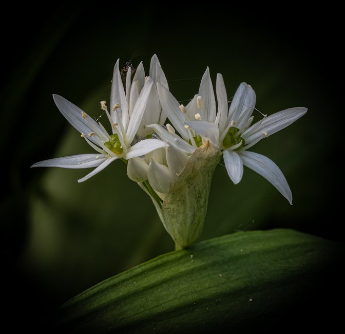 Wild Garlic (4 of 8).jpg