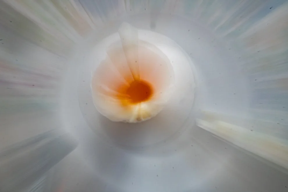 Egg ICM (1 of 1)-5.jpg