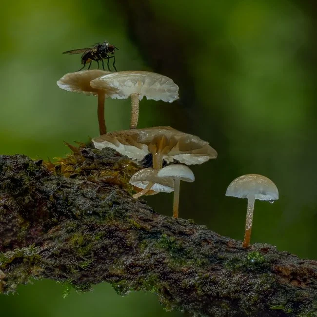 Twig Parachute and Tachinid Fly