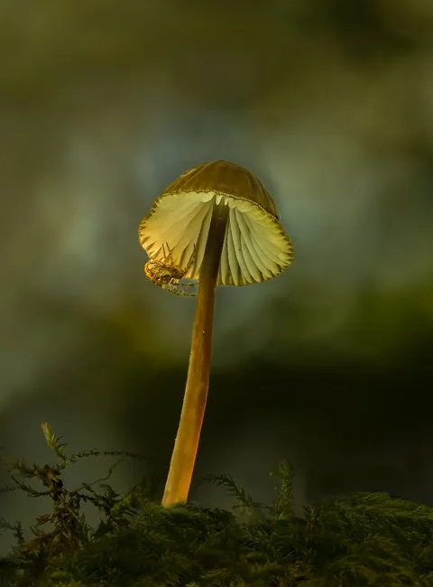 Drab Bonnet and Garden Spider