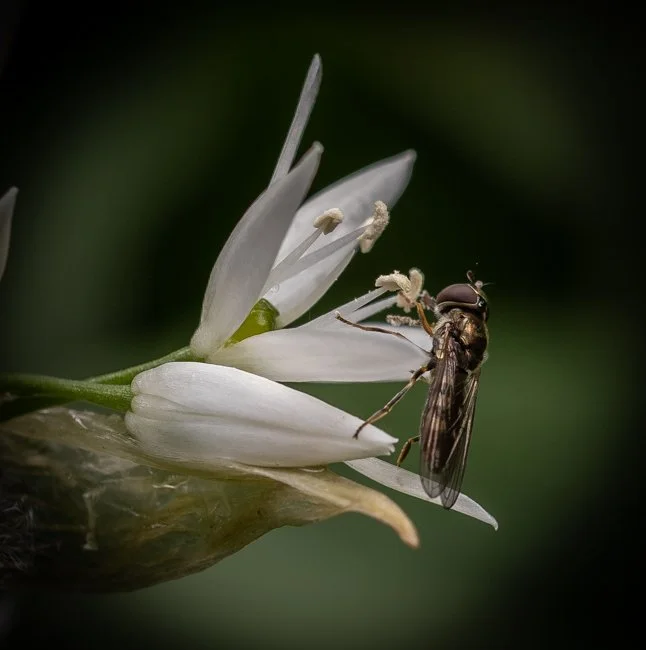 Wild Garlic (7 of 8).jpg
