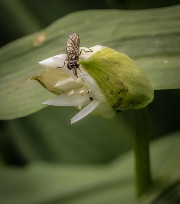 Wild Garlic (3 of 8).jpg