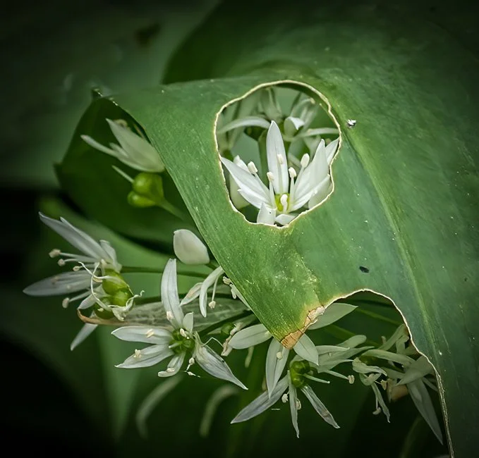 Wild Garlic (6 of 6).jpg