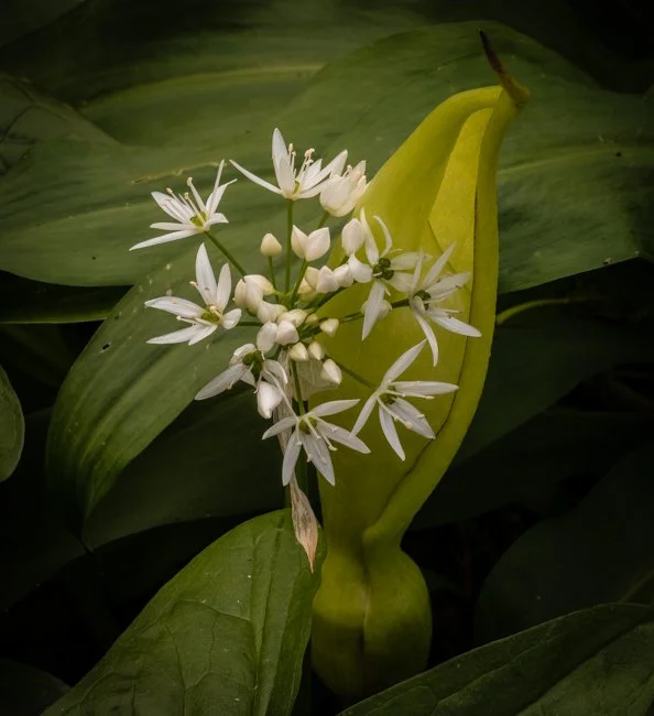 Wild Garlic (2 of 8).jpg