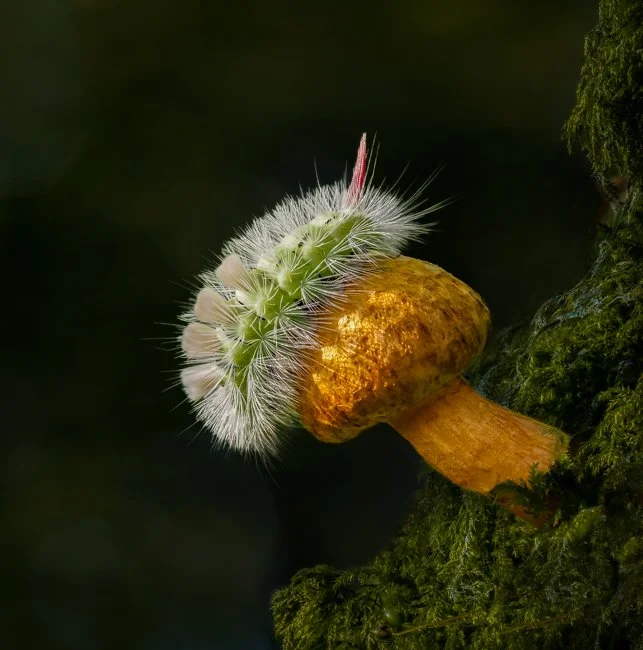 Golden Scaly Cap and Pale Tussock Moth Caterpillar