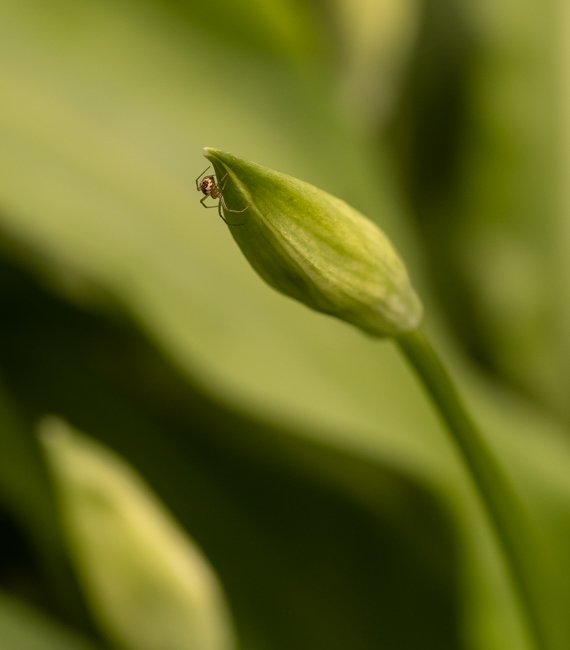 Wild Garlic (6 of 8).jpg