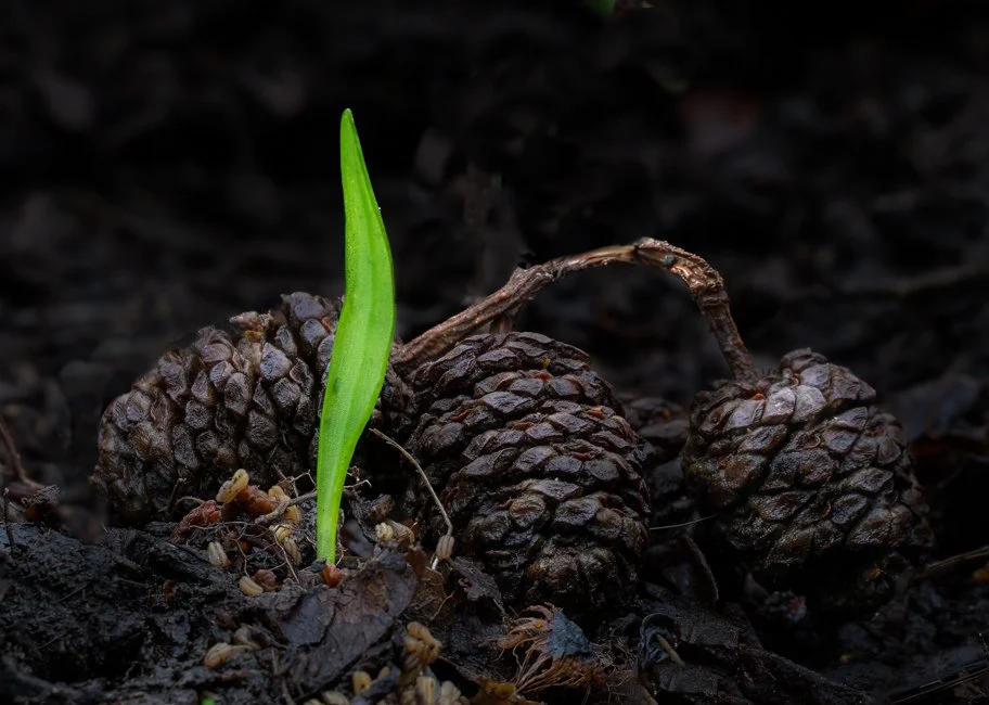 Wild Garlic (5 of 6)-2.jpg