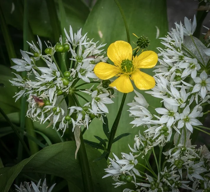 Wild Garlic (4 of 6)-2.jpg