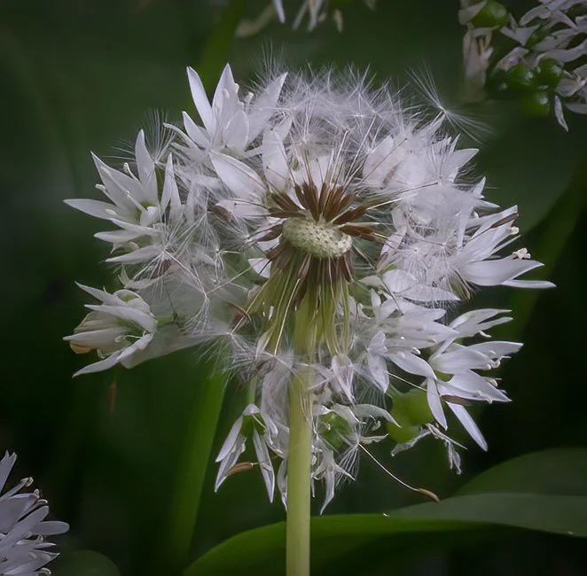 Wild Garlic (3 of 6).jpg