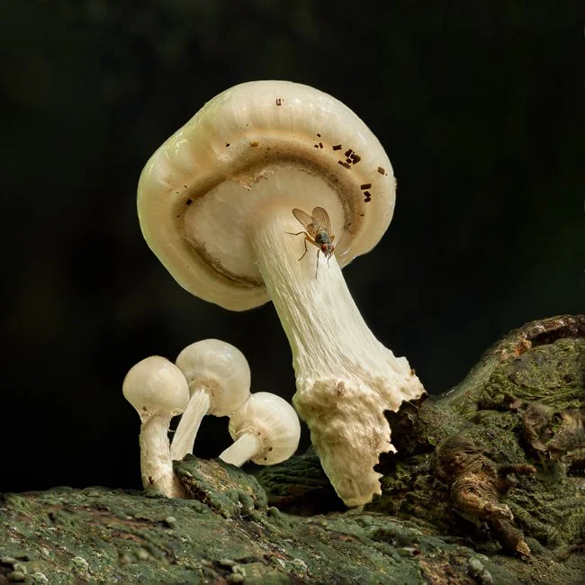 Porcelain with Autumn Fly