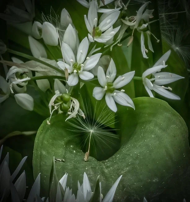 Wild Garlic (4 of 6).jpg