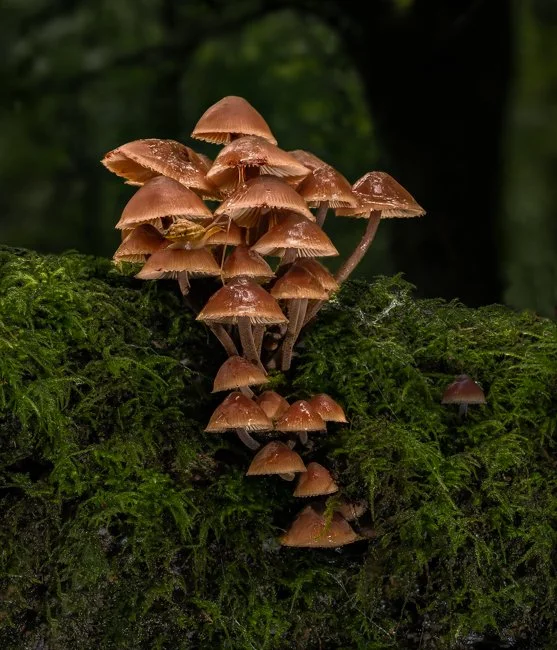 Bleeding Bonnet and Lapidary Snail