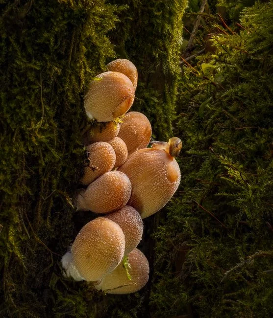 Mica Cap and Kentish Snail