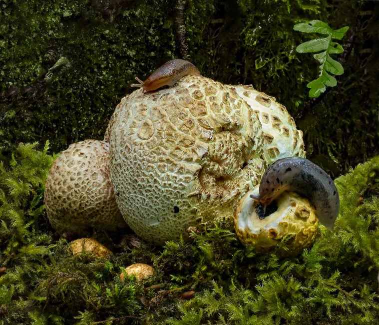 Earthball, Tree Slug and Tawny Slug