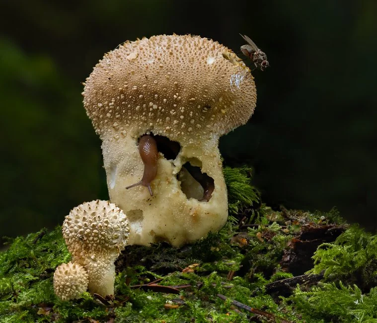 Common Puffball and Hedgehog Slugs