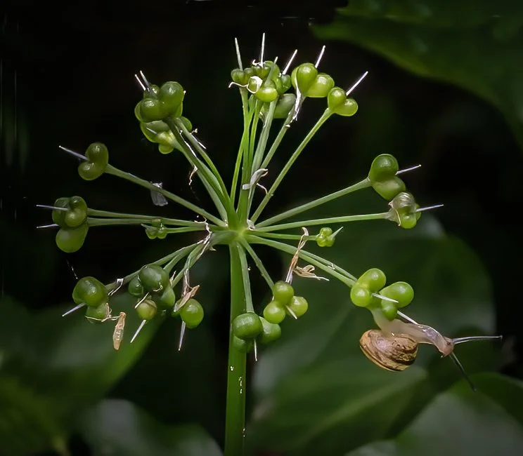 Wild Garlic (6 of 6)-2.jpg