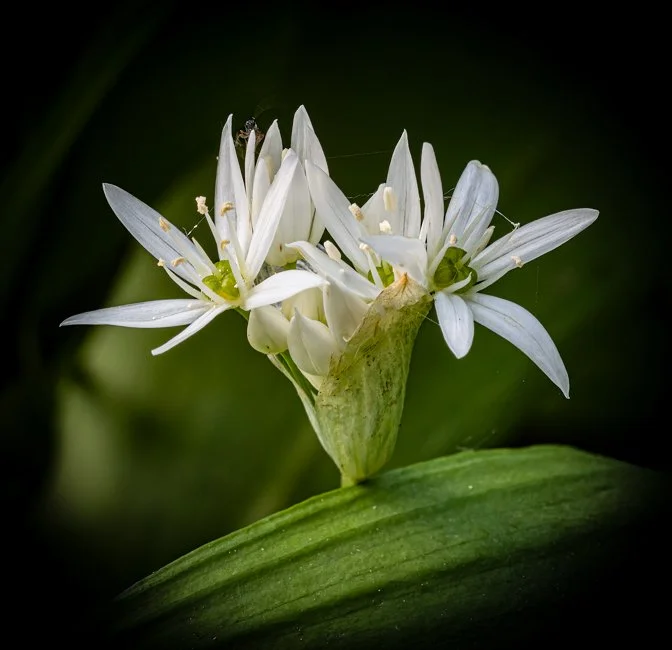 Wild Garlic (5 of 8).jpg