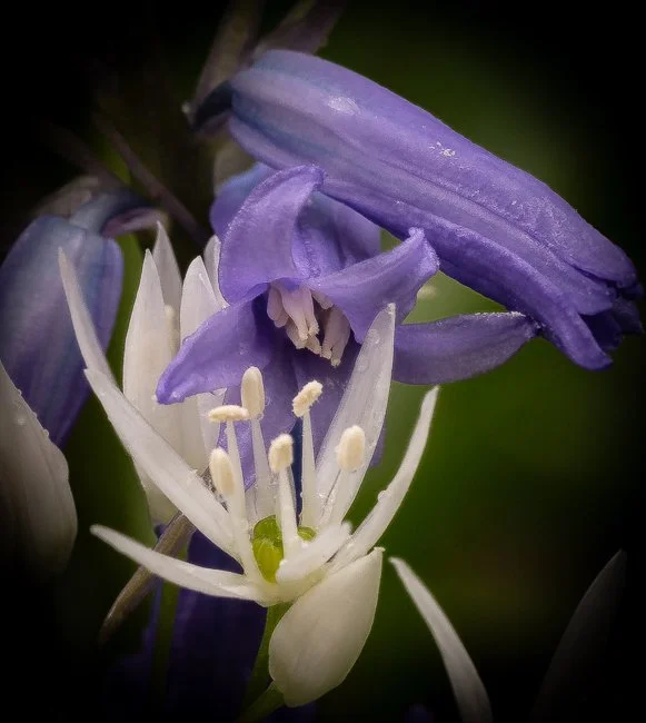 Wild Garlic (1 of 1)-2 - Copy.jpg