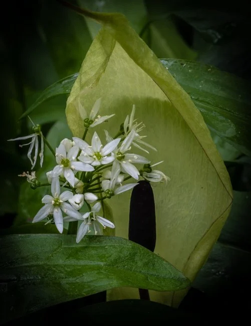 Wild Garlic (8 of 8).jpg