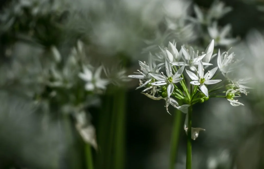 Wild Garlic 