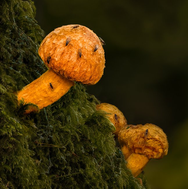 Golden Scaly Cap and Hawthorn Fly