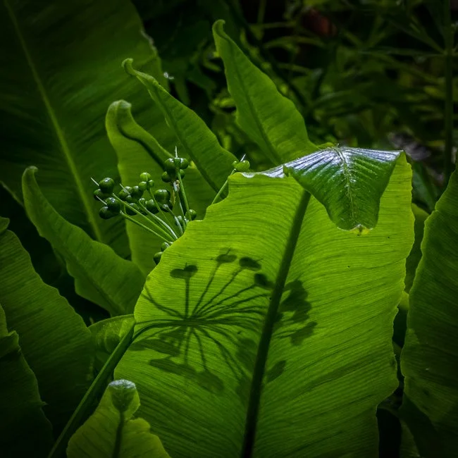 Wild Garlic (3 of 6)-2.jpg