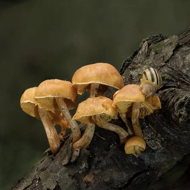 Conifer Tuft and Brown Lipped Snail