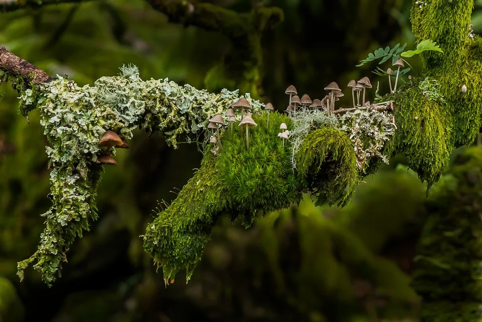 Life on an Oak Branch