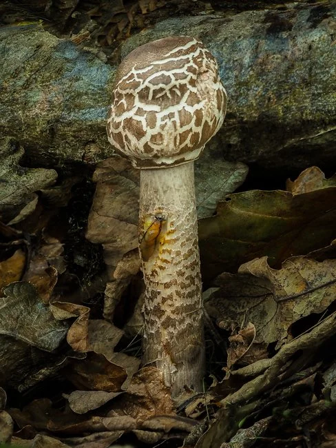 Parasol and Hedgehog Slug