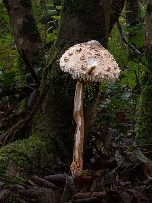 Shaggy Parasol and Tramp Slug