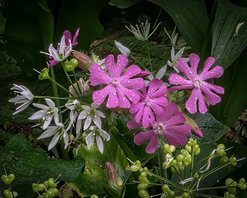 Wild Garlic (1 of 6).jpg