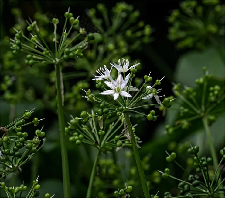 Wild Garlic (2 of 6)-2.jpg