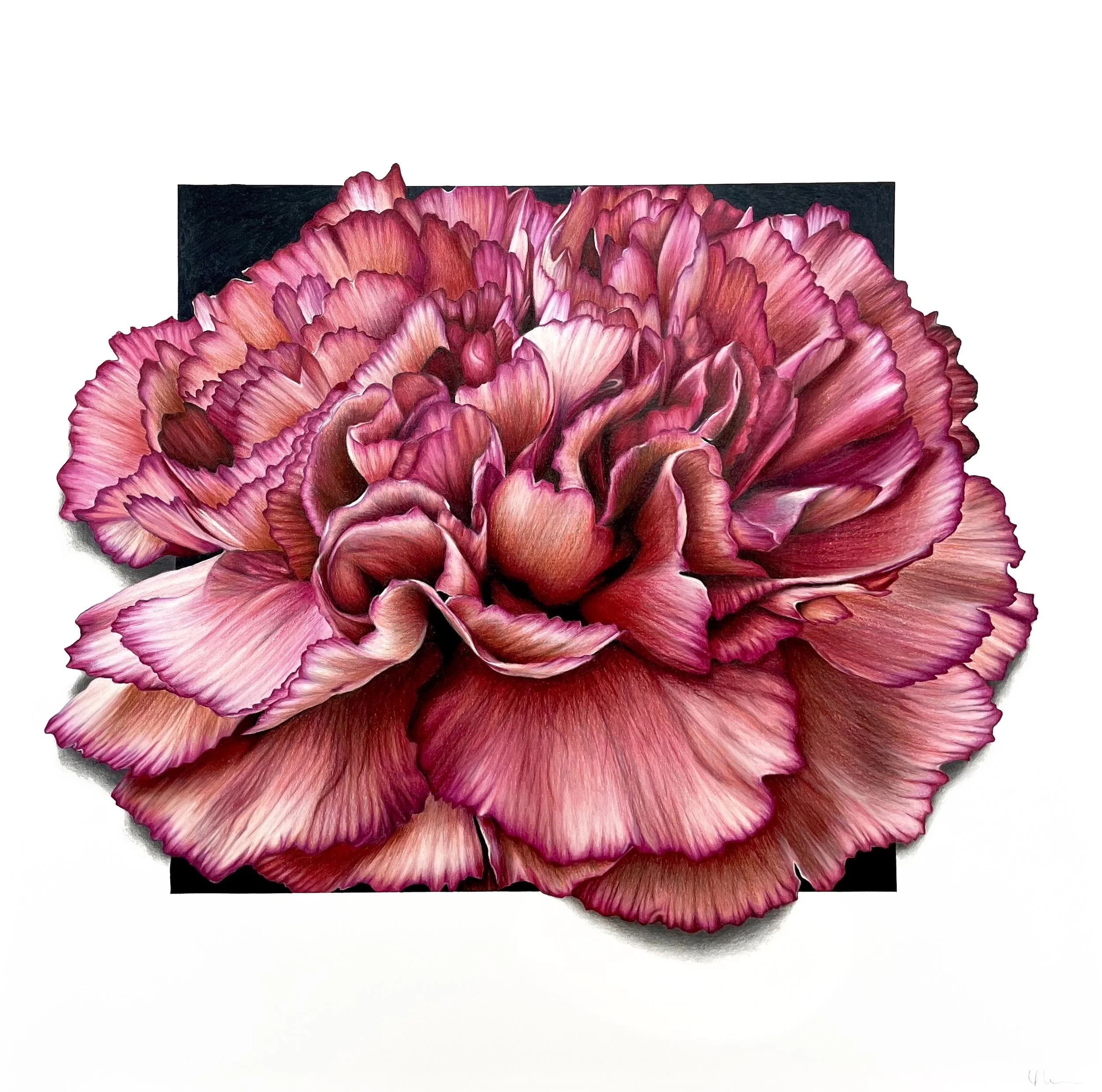Carnation