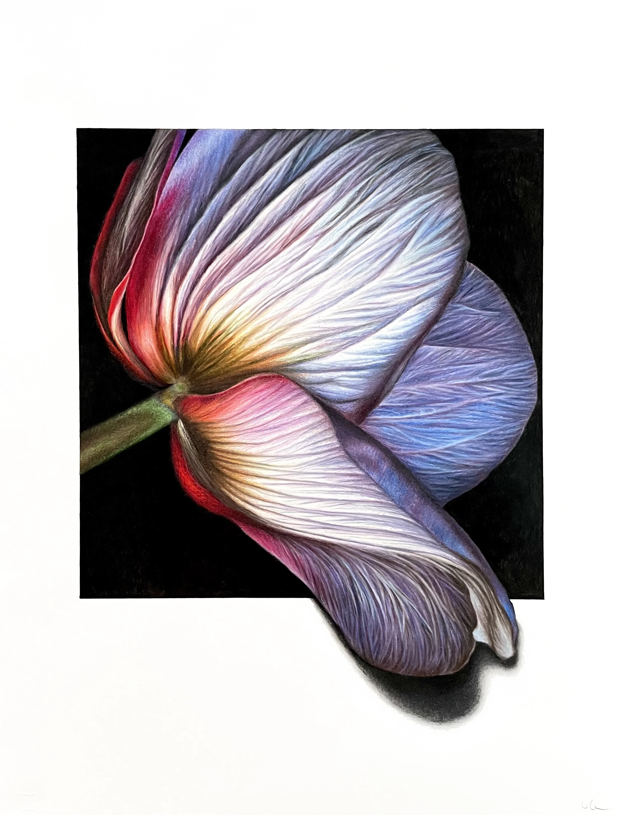 Anemone