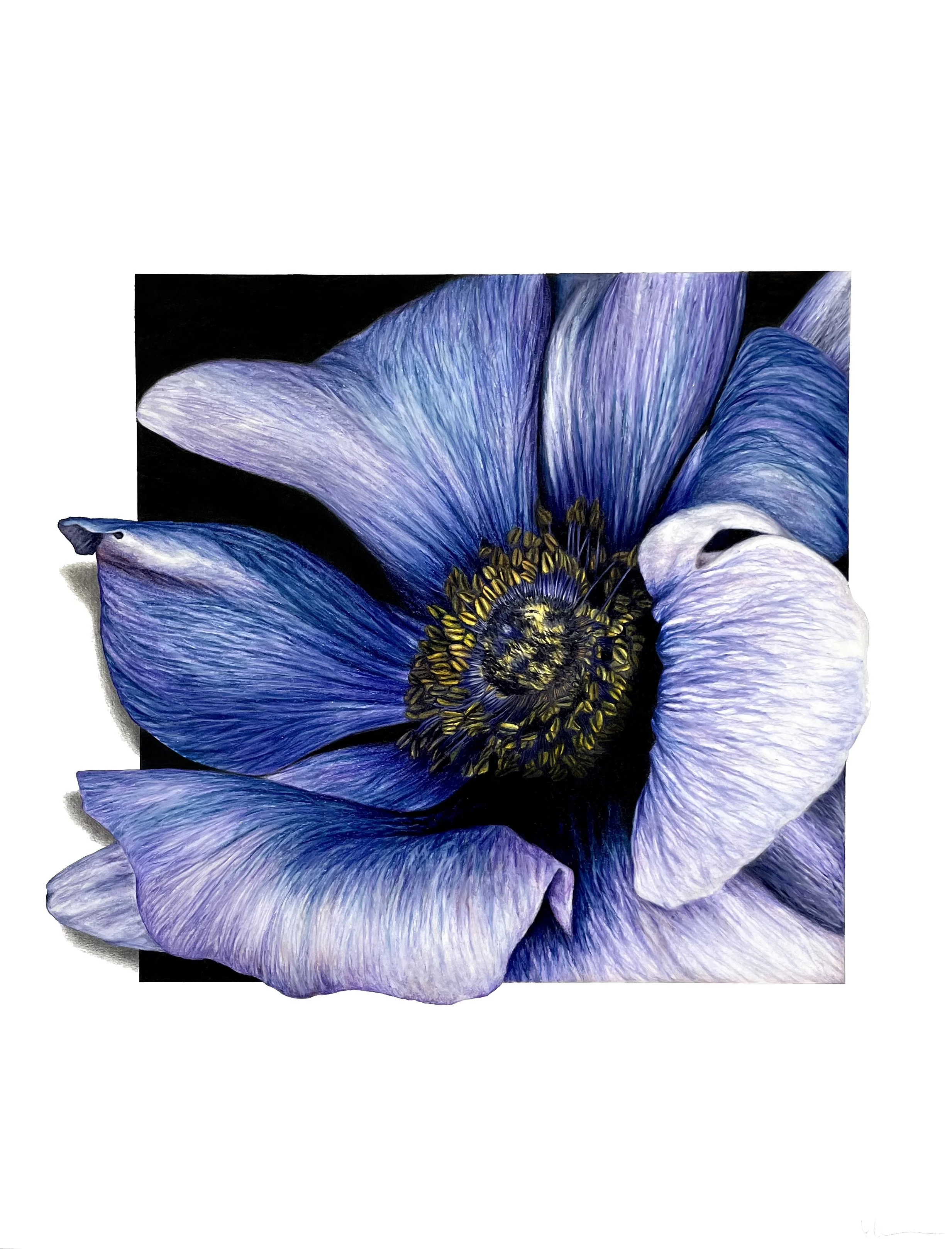 Anemone II