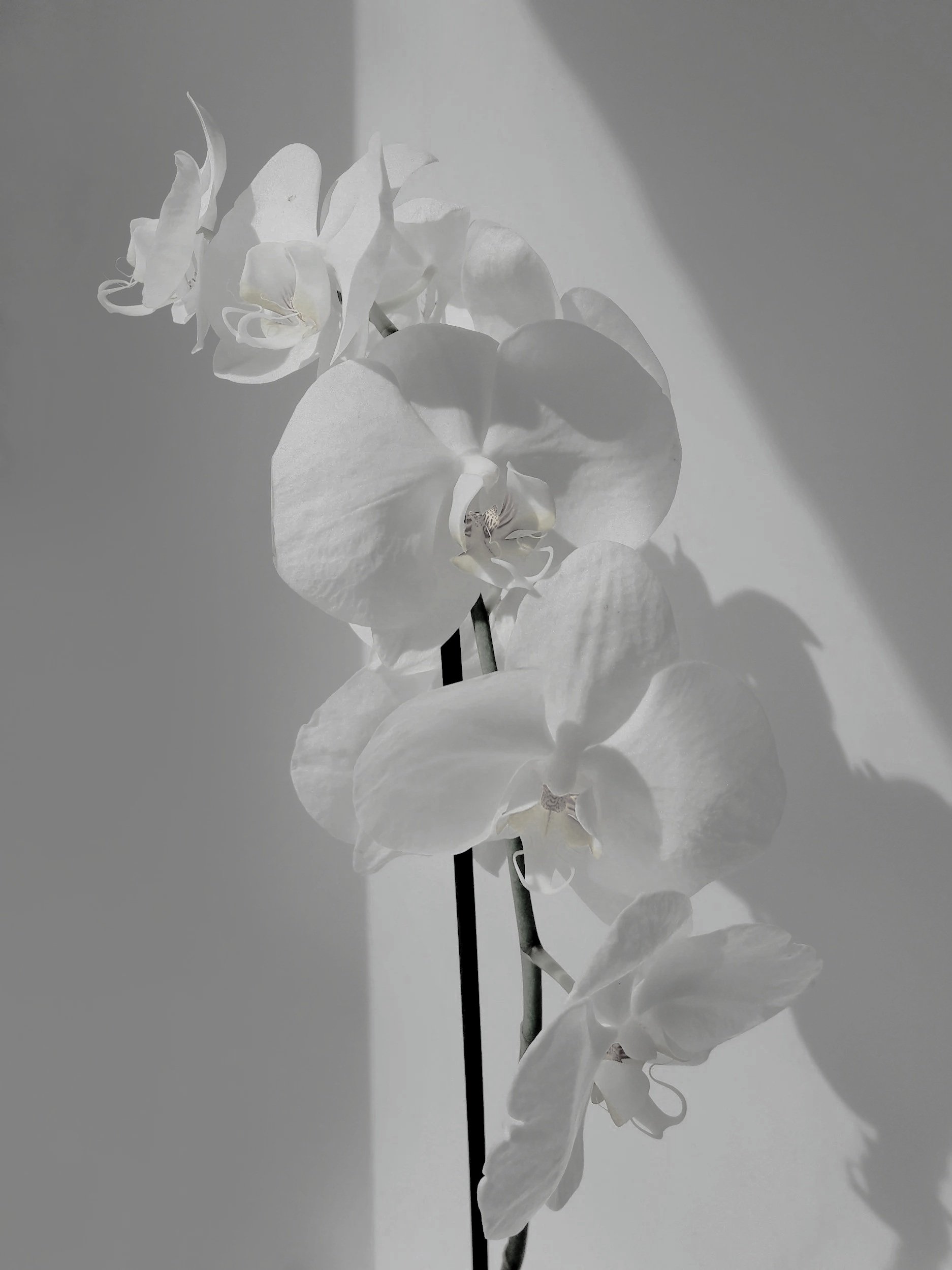 Weiße Orchidee mit Schatten auf grauem Hintergrund