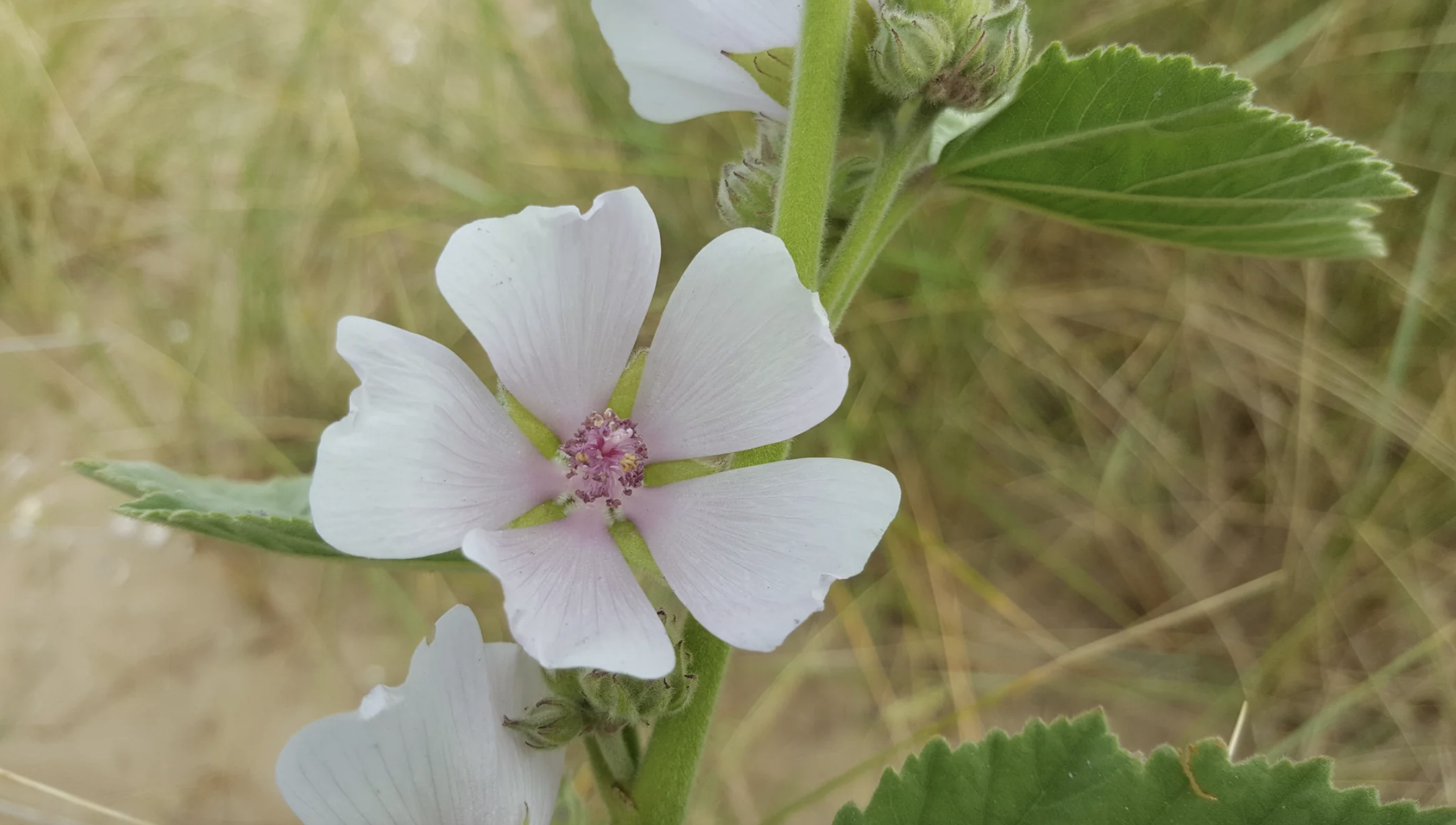 Screenshot 2026-01-31 at 17.36.32.png