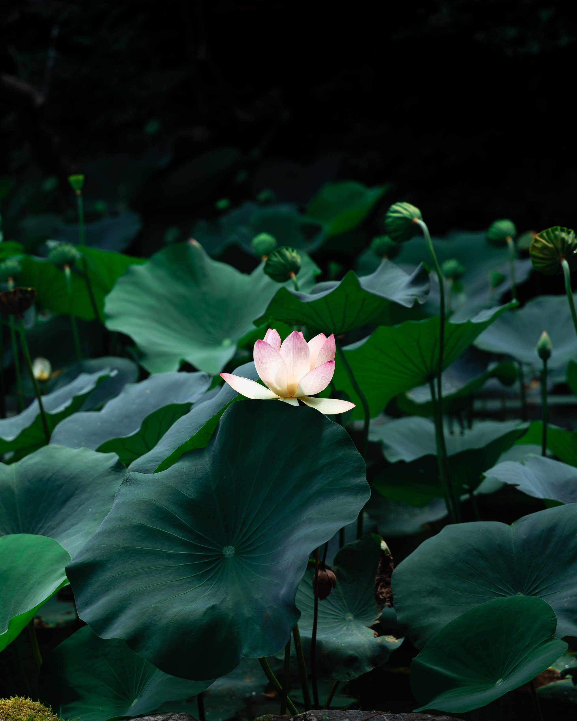 Fleur de lotus rose au cœur d’un bassin dans un temple shinto à Kyoto, Japon, entourée de grandes feuilles vert foncé