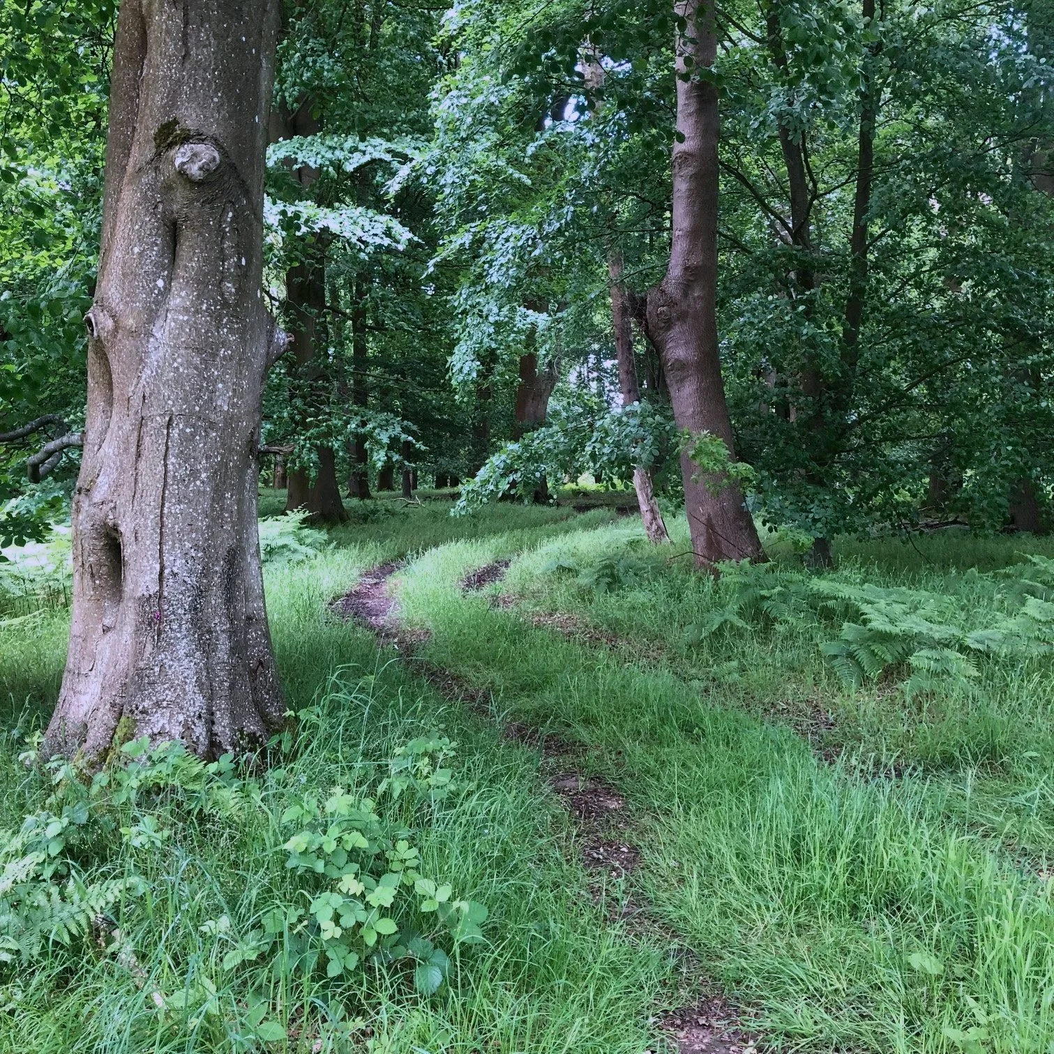 Road in the woods image copyright Cowgill & Assoc 2024