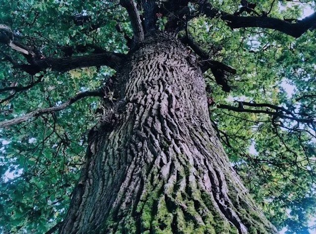 Looking up at a tall tree trunk with textured bark and green leaves on branches overhead.