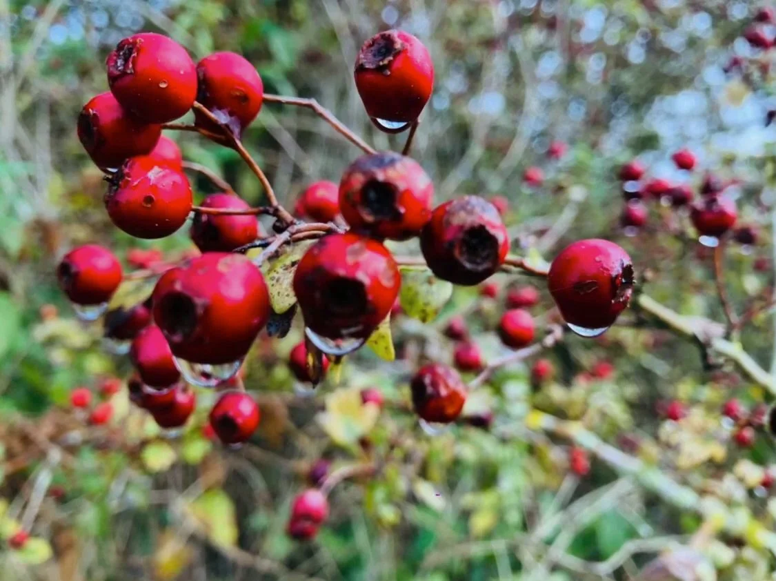 Hawthorne berries image copyright Cowgill & Assoc 2024