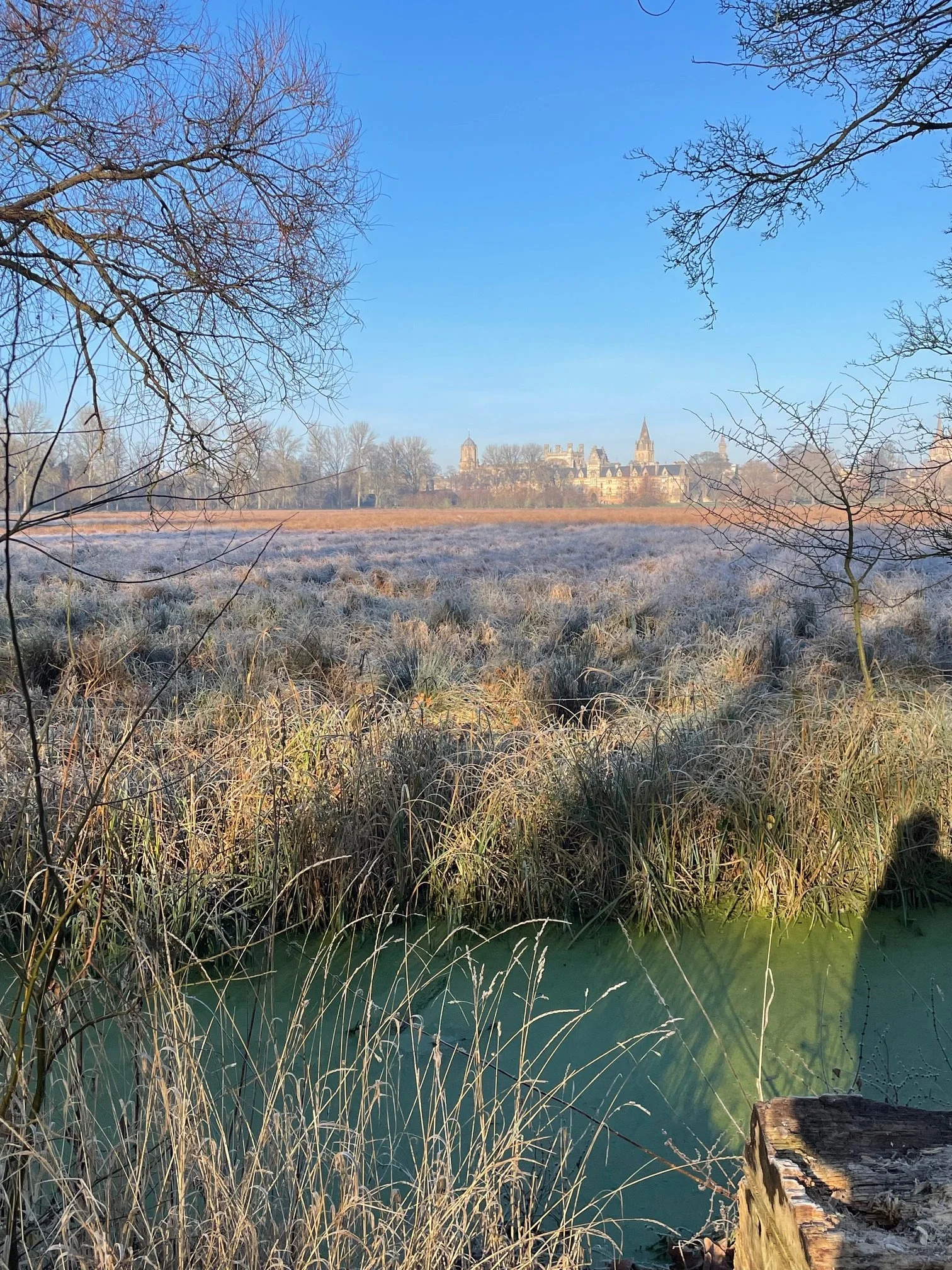 A landscape view of Oxford's Christchurch Meadow with a field of tall grass, a frosty meadow, and a distant historic castle or church with towers and spires under a clear blue sky. Bare tree branches frame the scene.