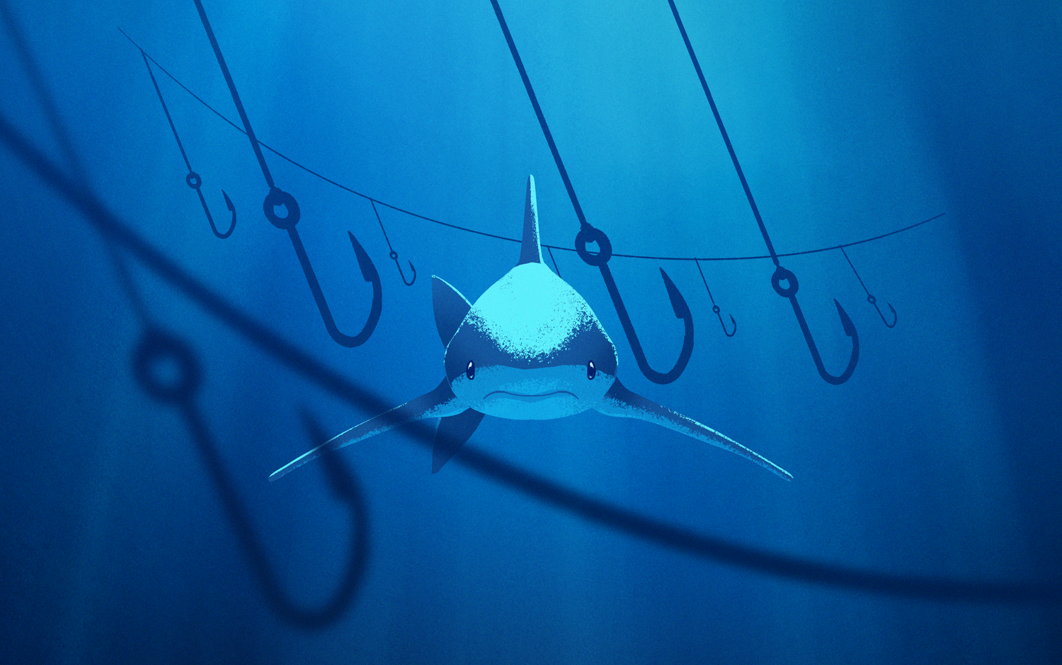 SharkTrust_SC20.webp