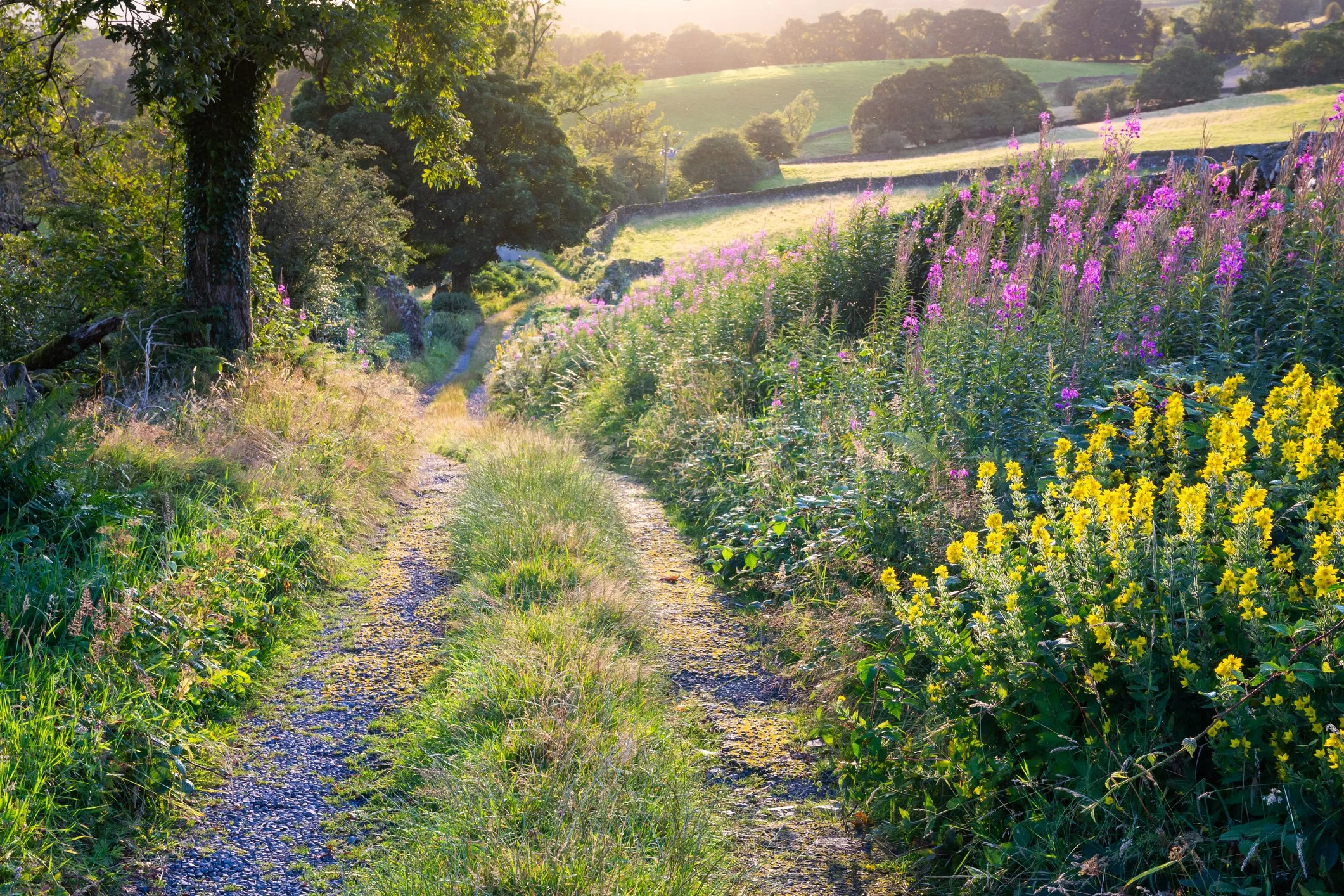 A dirt trail winding through a lush green landscape with a variety of colorful flowers and trees, leading to rolling hills in the distance under a sunny sky.
