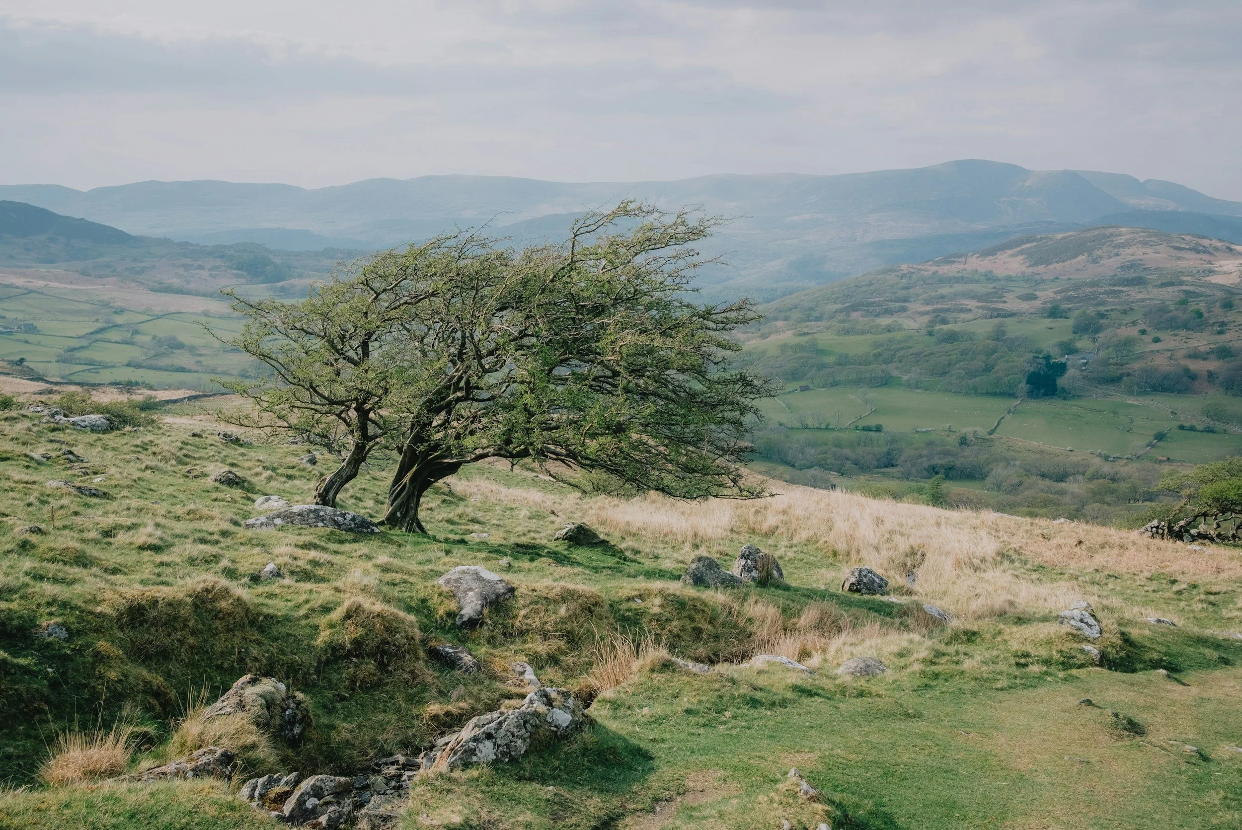A lone tree with sparse foliage on a grassy hillside with rocks, overlooking rolling hills and mountains in the distance under a cloudy sky.