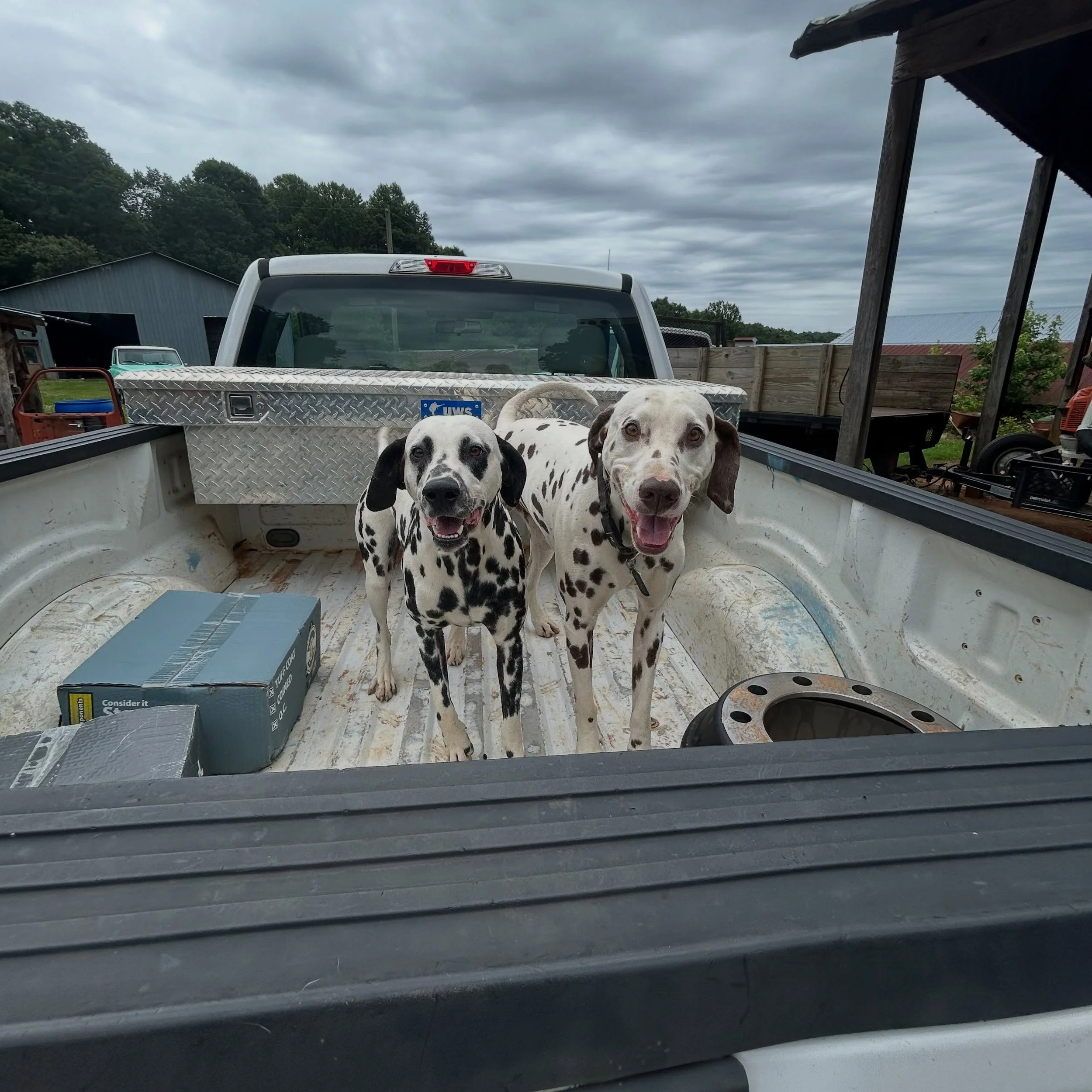 Happy hump day from the bros! 

Hopping in the bed for a photo

#fleetmaintenance #commercialwaste #dallybros