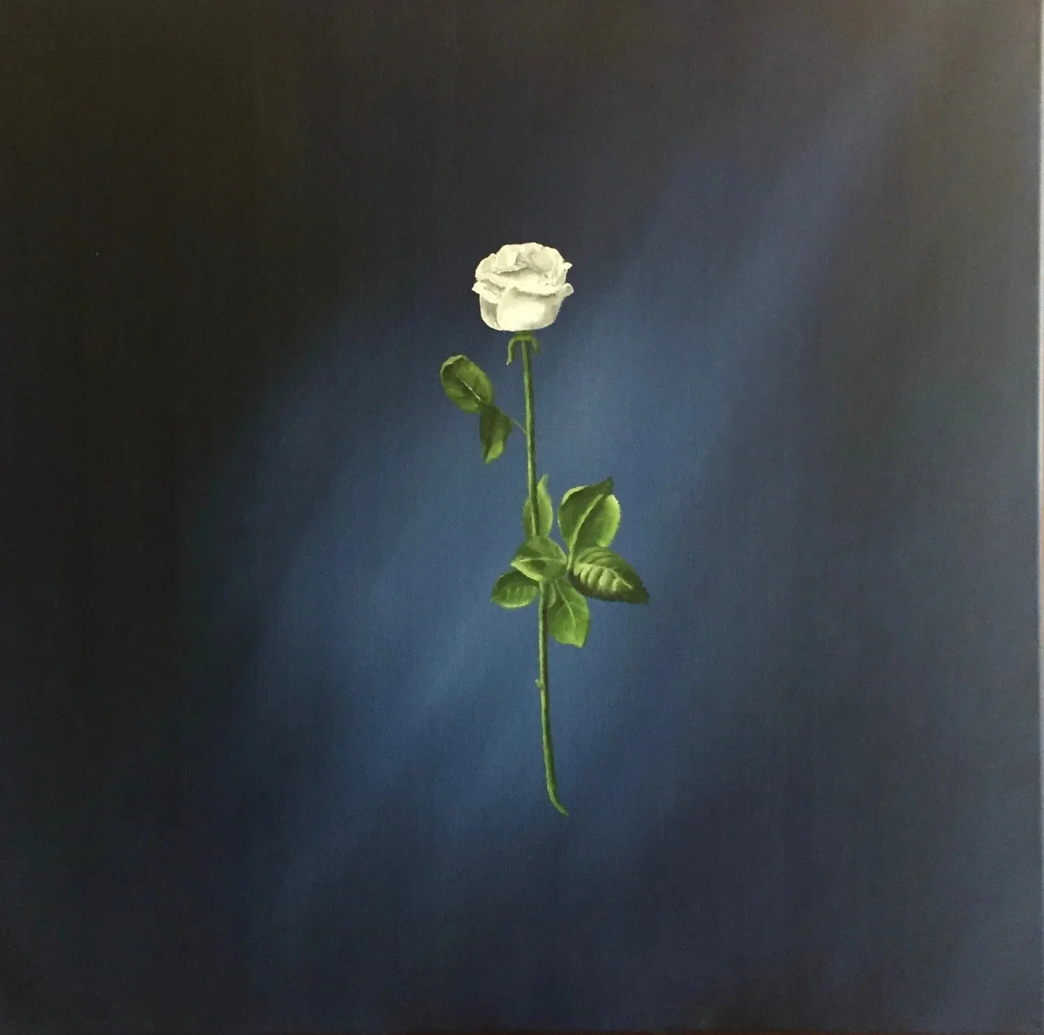 White Rose on Blue, 24" x 24"