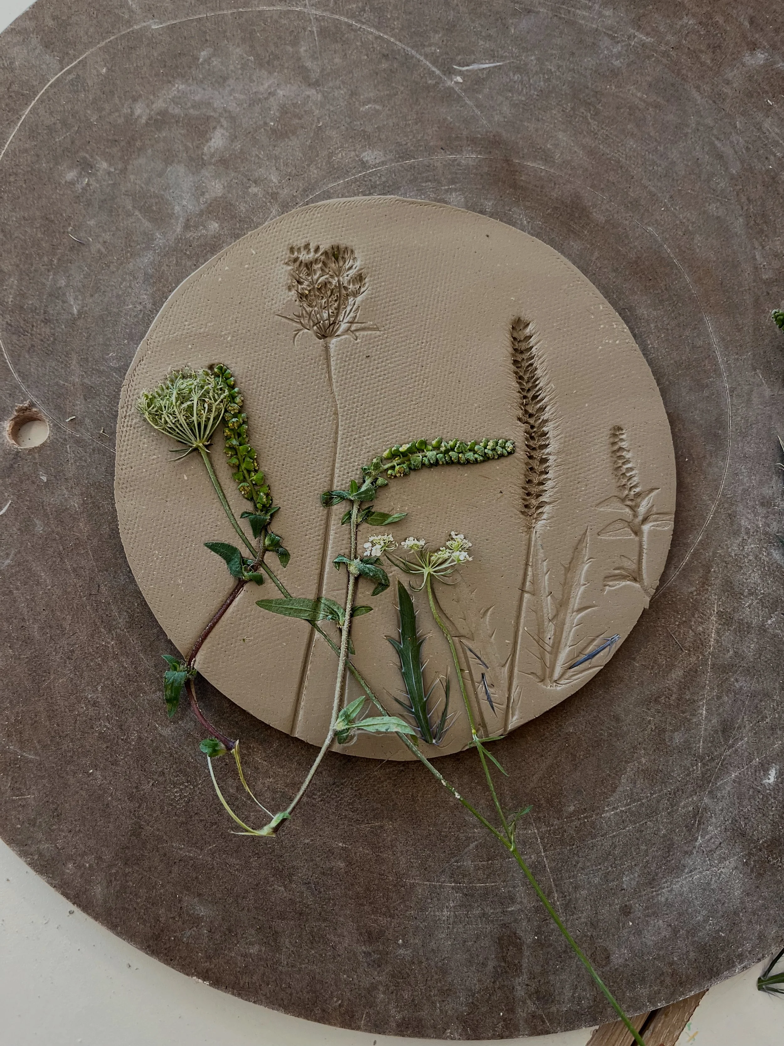 Pressed flowers and plants pressed on clay.