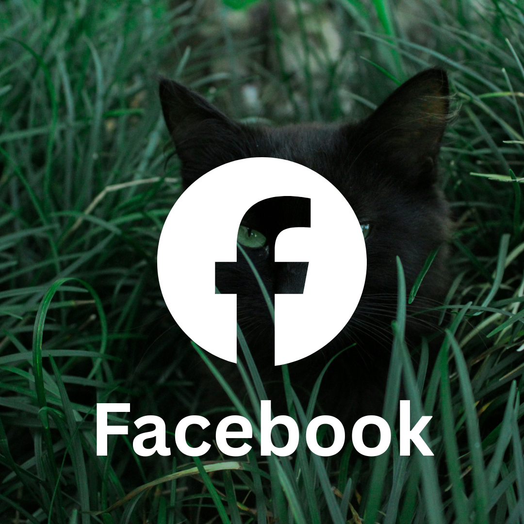 A black cat with green eyes lies in the grass. Press for Facebook page